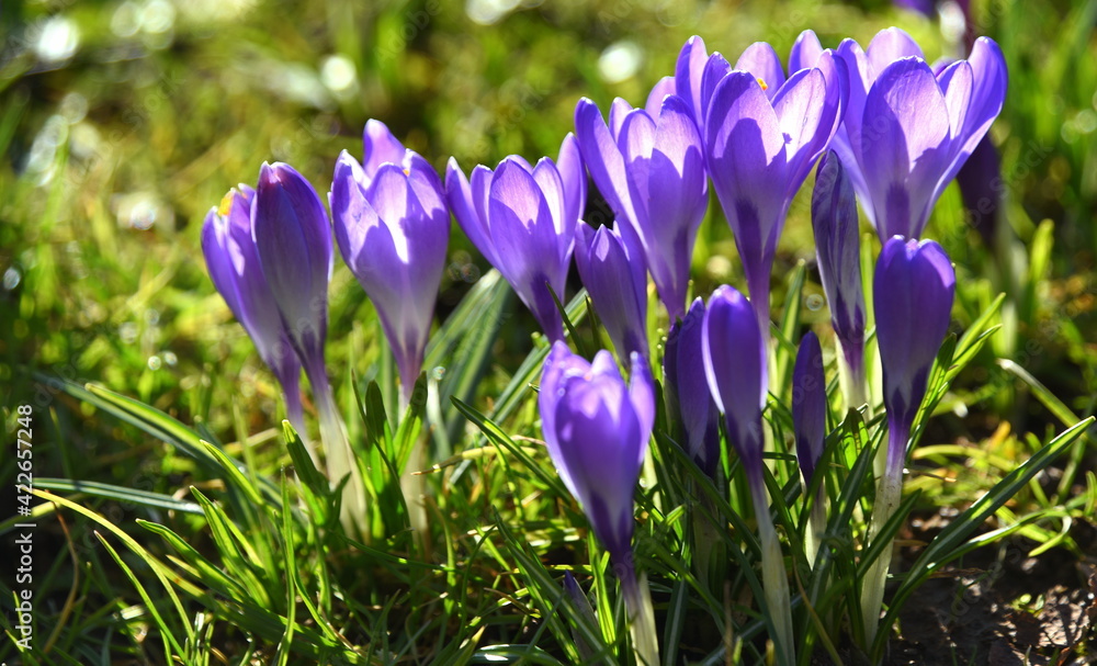 Im Licht leuchtende lila Krokusse auf einer Wiese Im Licht leuchtende lila Krokusse auf einer Wiese