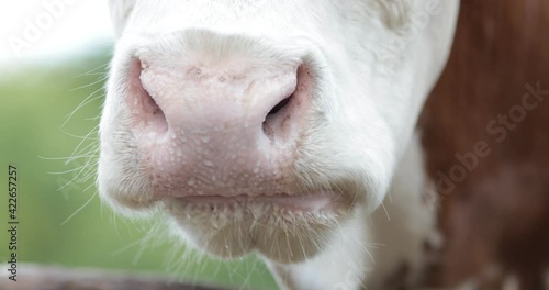 Close up of Simmental cow ruminating on farmland