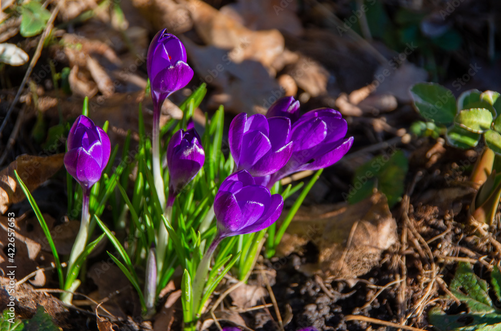 Crocus, Crocus tommasinianus Ruby Giant, early spring Crocus, Crocus tommasinianus Ruby Giant, early spring