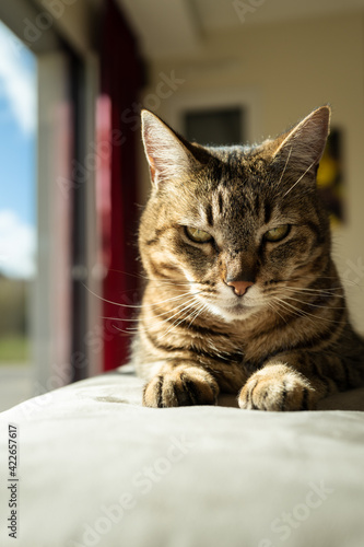 chat détendu