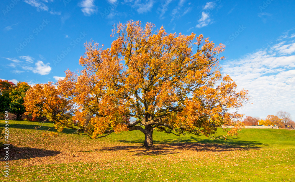 Orange leaves on a sessile oak in autumn. Bright fall day with a blue sky and sparse white clouds. Orange leaves on a sessile oak in autumn. Bright fall day with a blue sky and sparse white clouds.