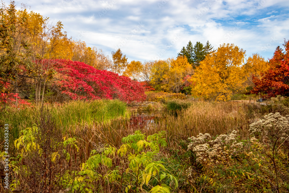 Pond surrounded by beautiful fall foliage and deep red burning bush trees. Ottawa, Ontario, Canada