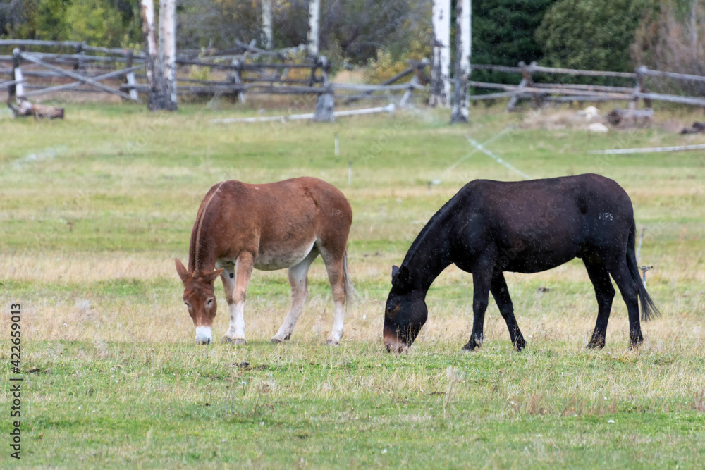 Donkeys in a field in Grand Teton National Park