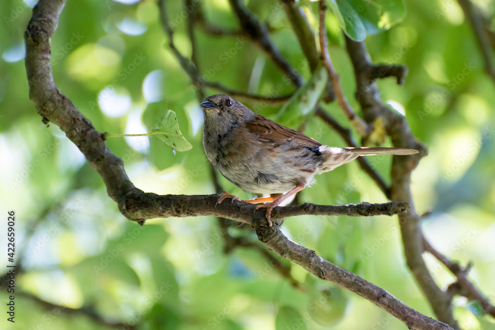Dunnock in a Pear tree Dunnock in a Pear tree