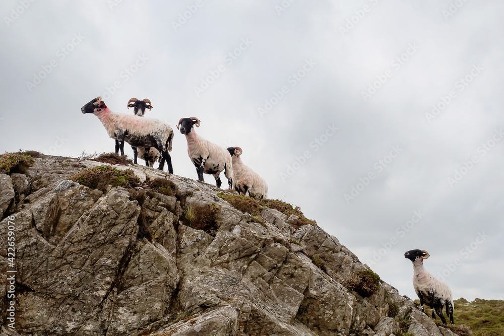 Small flock of cute sheep after shearing on top of a hill, cloudy sky background. West coast of Ireland. Farming industry. Group of wool lamb on a rock in nature environment. Small flock of cute sheep after shearing on top of a hill, cloudy sky background. West coast of Ireland. Farming industry. Group of wool lamb on a rock in nature environment.