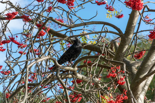 Crow (Corvus) in a Rowan Tree photo