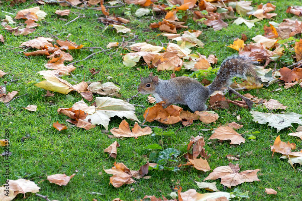 Grey Squirrel (Sciurus carolinensis) Grey Squirrel (Sciurus carolinensis)