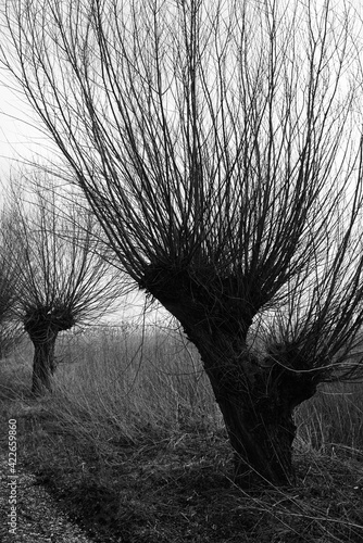 Kopfweide als landschaftlich gestalteter Baum, Salix photo
