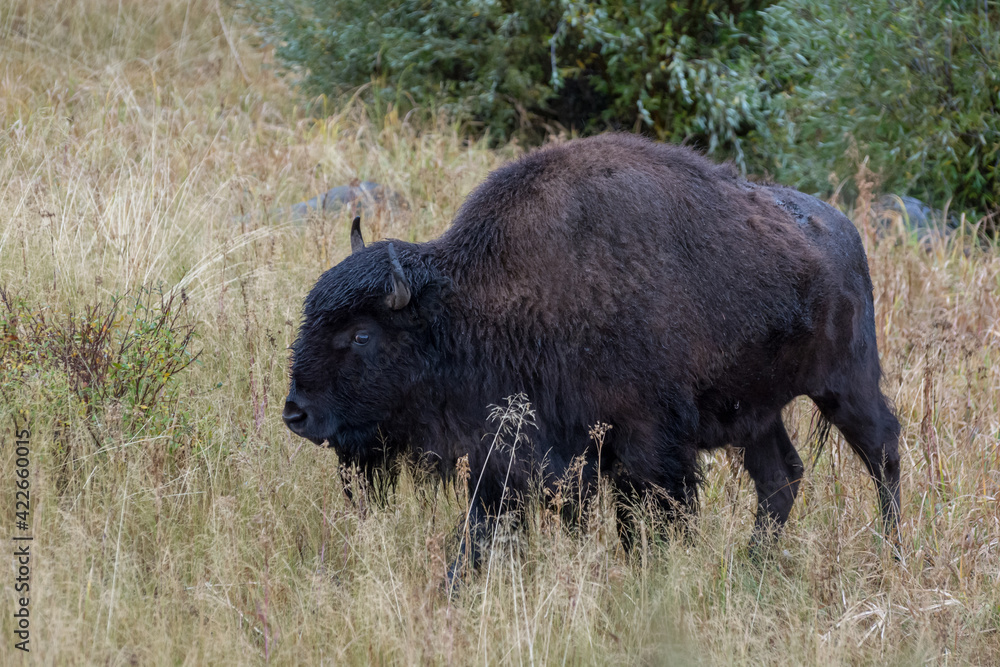 American Bison (Bison bison) American Bison (Bison bison)