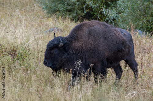 American Bison  Bison bison 