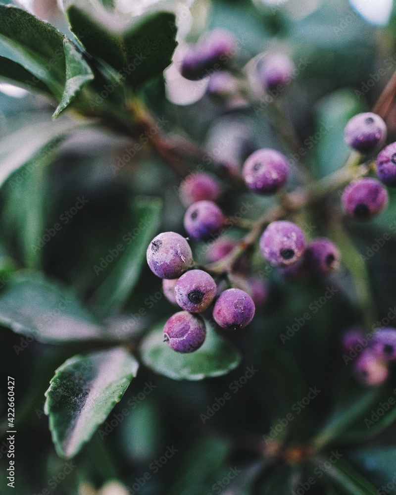 Purple and Green Purple and Green