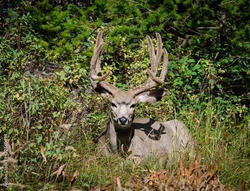 Trophy mule deer buck, 8 point in velvet. Wild majestic deer in natural outdoor setting. Large 8 point deer with antlers in velvet. photo