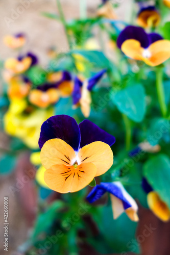 Violas attaced to a wall in Pienza Tuscany photo