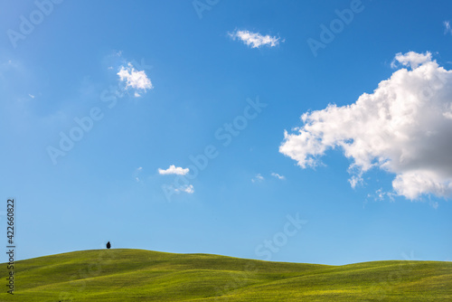 Lone tree in Val d Orcia Tuscany