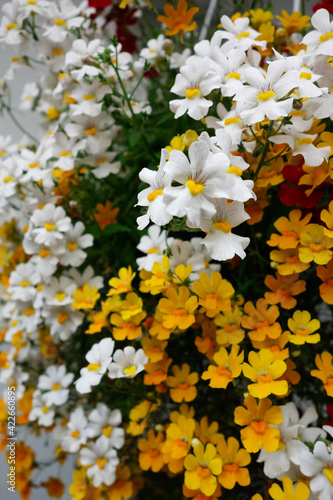 Brightly coloured flowers hanging from a wall in Castiglione del Lago