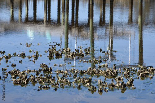 The oyster bed habitat in intertidal waters in Whiskey creek, Wilmington, North Carolina