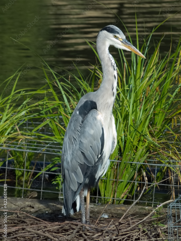 Fototapeta premium Grey Heron standing on its nest by the lake