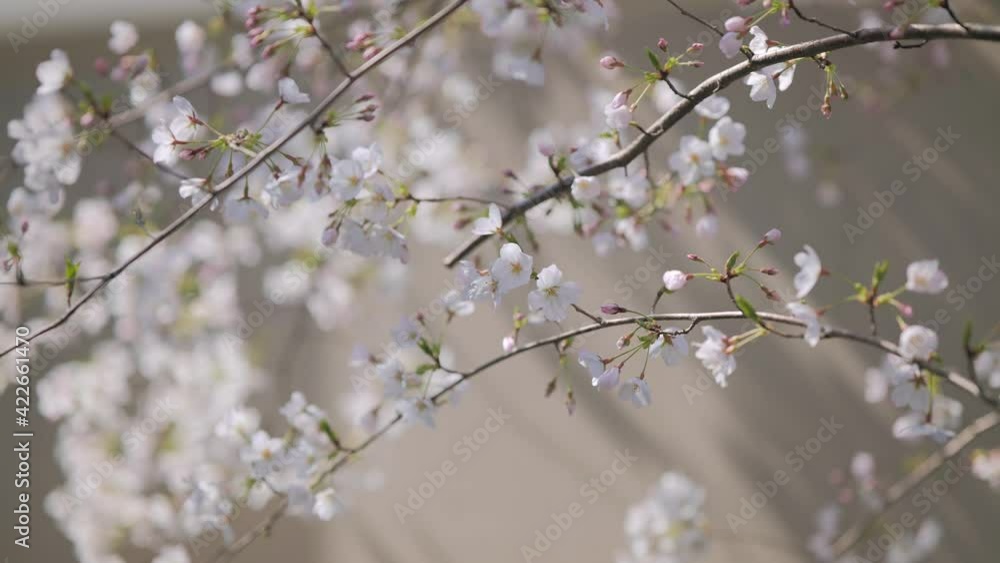 4K・桜・染井吉野 4K・桜・染井吉野