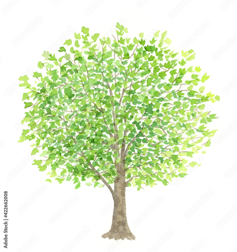 プラタナスの木 大きな木 水彩イラスト Stock イラスト Adobe Stock