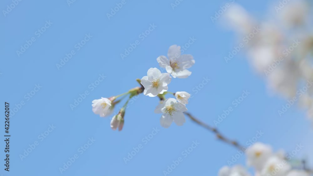 4K・桜・染井吉野 4K・桜・染井吉野