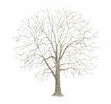 冬のプラタナスの木　大きな木　水彩イラスト