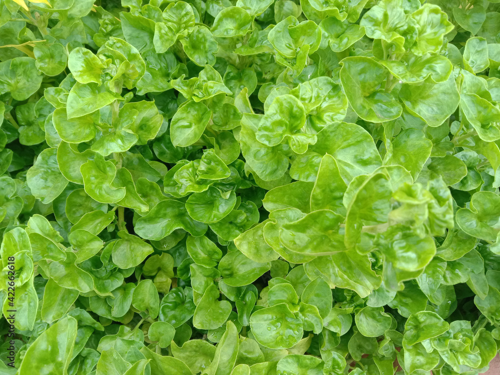 Watercress green leaves, vegetables raw fresh for cooking food, backgrounds and textures closeup in the garden. Watercress green leaves, vegetables raw fresh for cooking food, backgrounds and textures closeup in the garden.