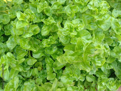 Watercress green leaves, vegetables raw fresh for cooking food, backgrounds and textures closeup in the garden.