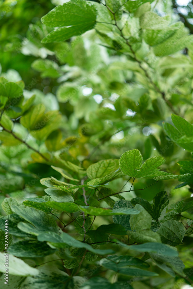 Mountain Ebony leaves texture background