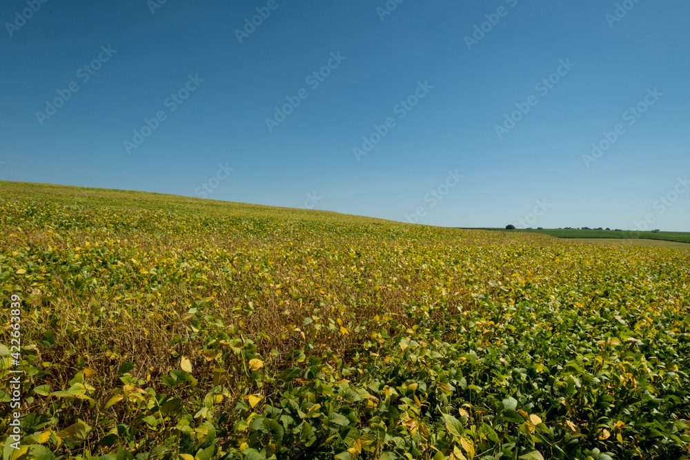 soybean plantation on a sunny day in Brazil