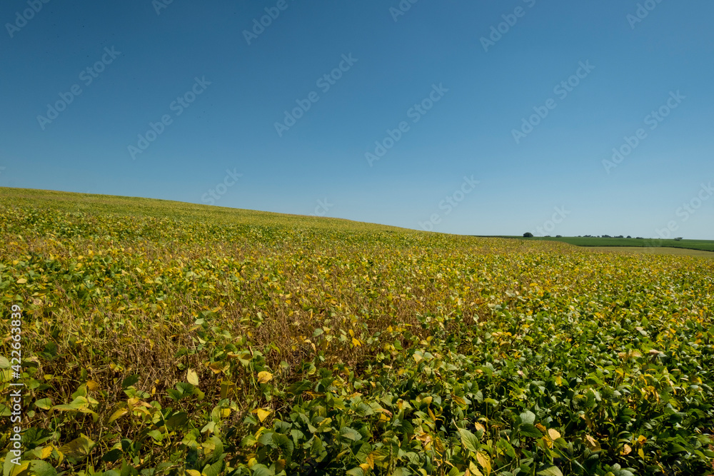 soybean plantation on a sunny day in Brazil soybean plantation on a sunny day in Brazil