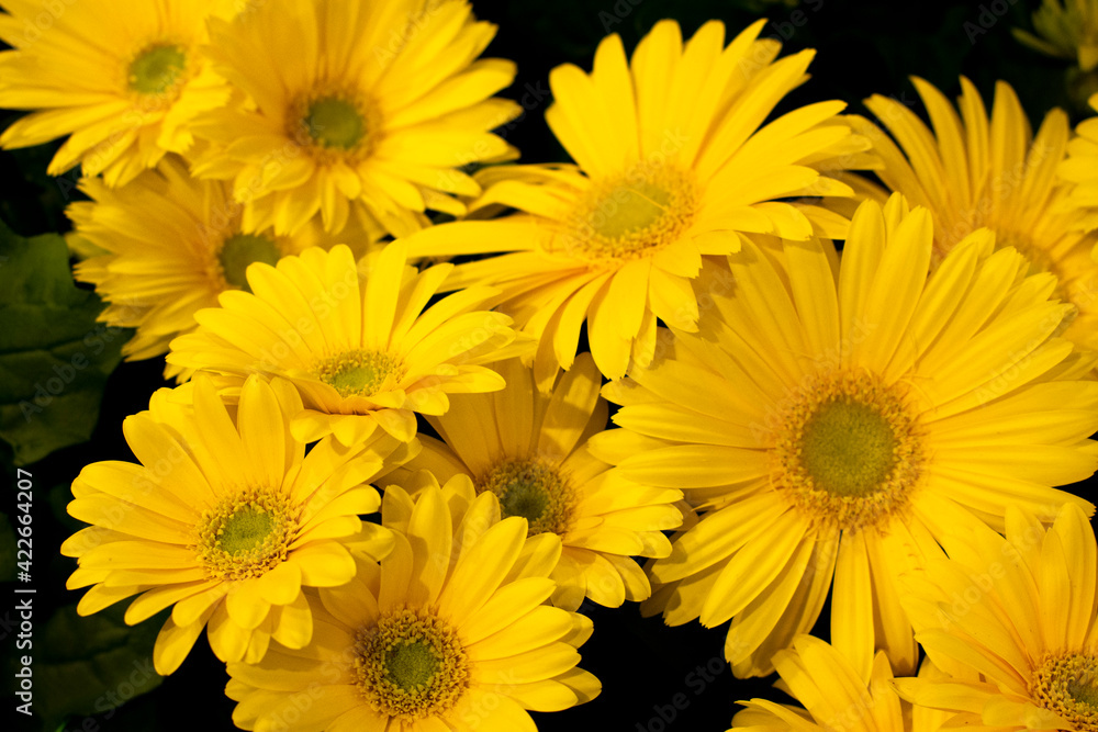 yellow daisies flowers yellow daisies flowers