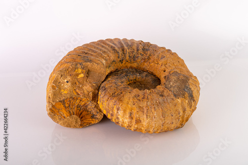 Ammonoidea fossil, in white background