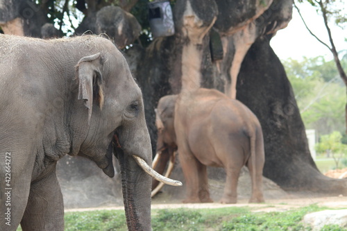 Photography Image of a beautiful elephants