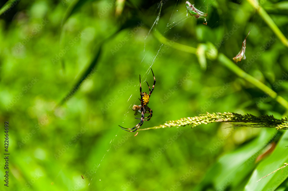 Argiope Aurantia Hawaiian Garden Spider Eating a Bug Trapped in it's Web Argiope Aurantia Hawaiian Garden Spider Eating a Bug Trapped in it's Web