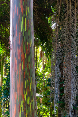 Eucalyptus Deglupta or Rainbow Tree in Maui, Hawaii