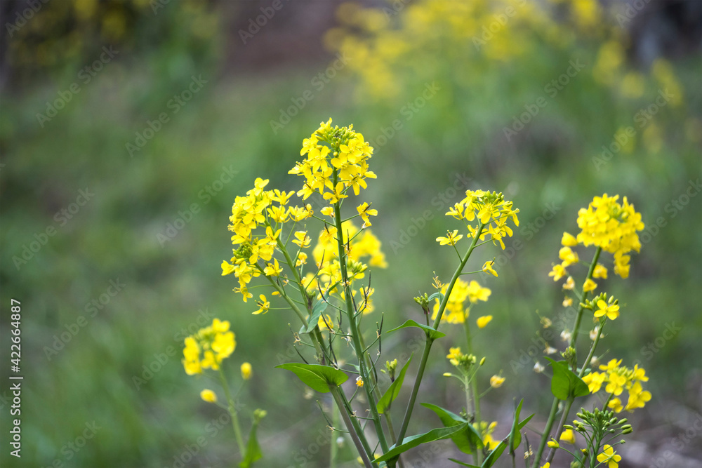 菜の花をアップ 菜の花をアップ