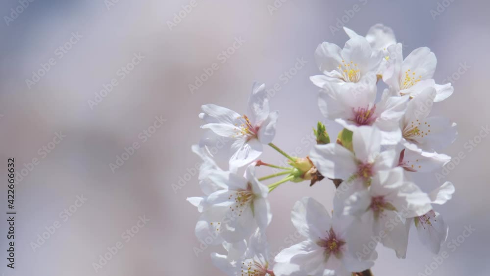 4K・桜・染井吉野 4K・桜・染井吉野