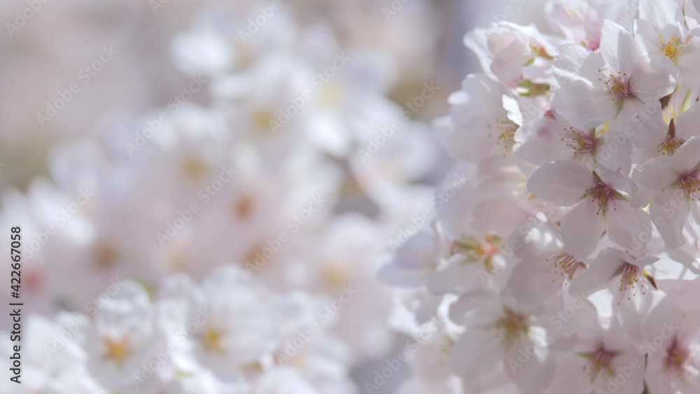 4K・桜・染井吉野 4K・桜・染井吉野