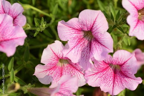 Pink petunia flower blossom in spring season, Decoration flower plant at home and garden
