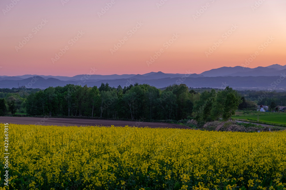 Obraz premium 滝川市江部乙町 夕陽に照らされる菜の花畑