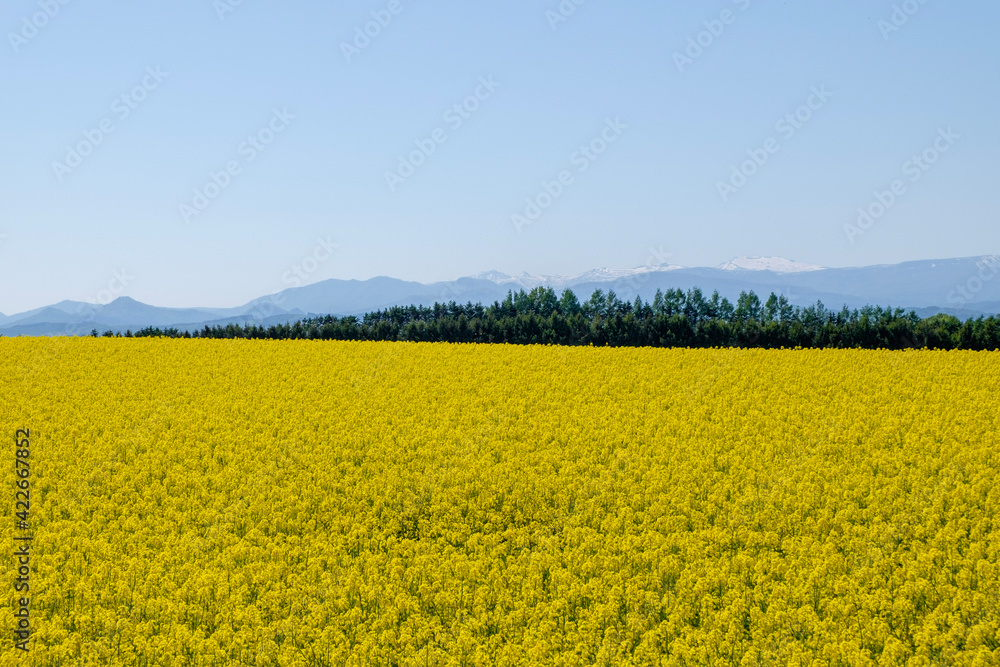 Fototapeta premium 滝川市江部乙町の菜の花畑