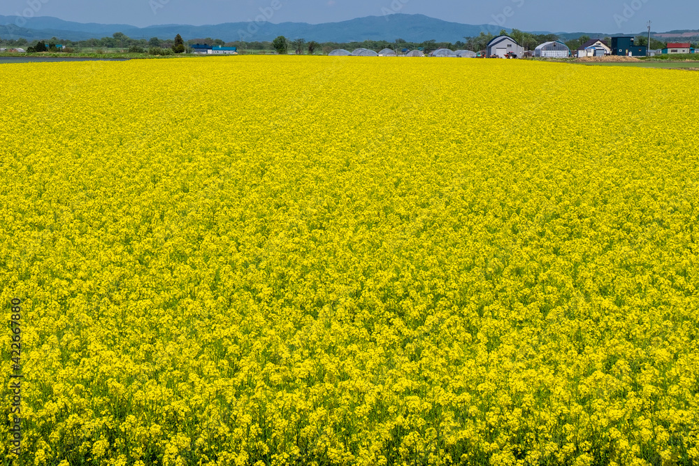 滝川市江部乙町の菜の花畑 滝川市江部乙町の菜の花畑