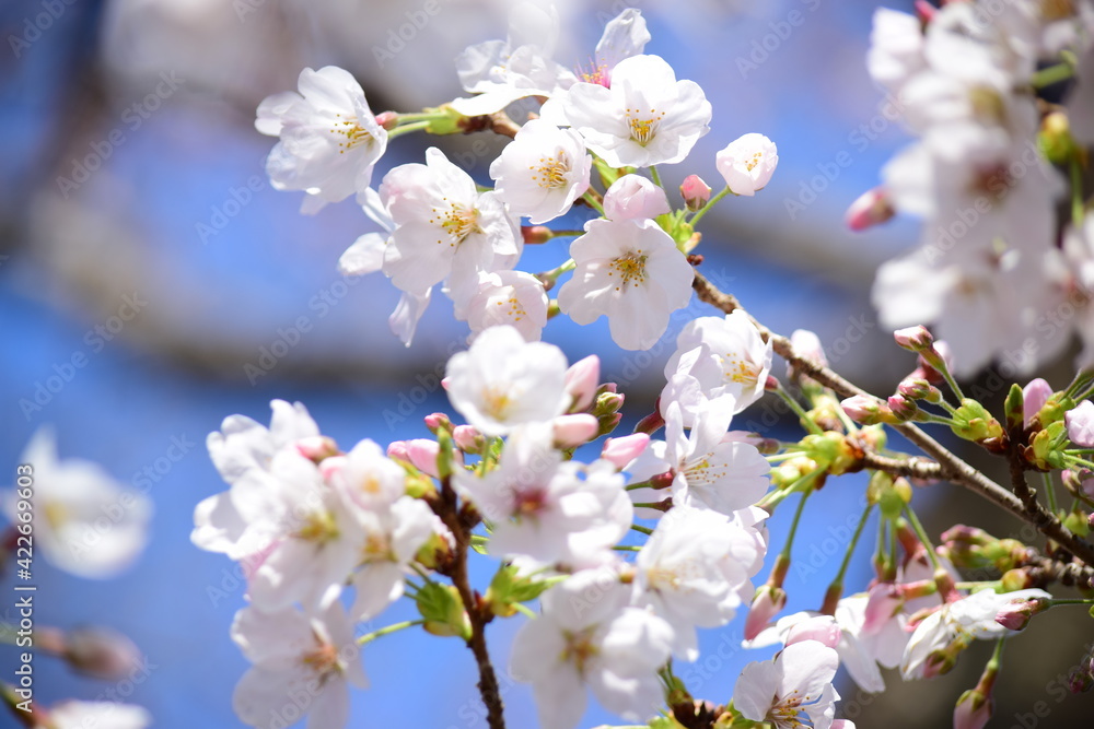 桜の花