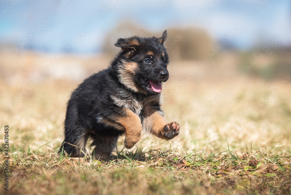 German shepherd puppy playing outdoors in summer