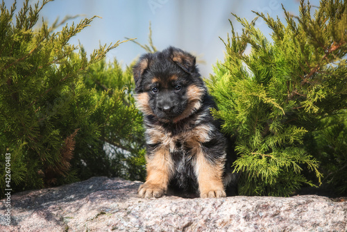 Tablou pe pânză Little german shepherd puppy sitting on the stone in the yard