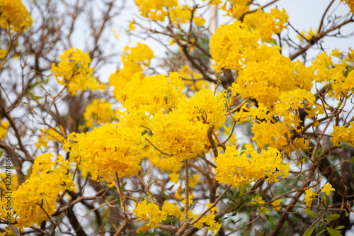 yellow autumn leaves on tree