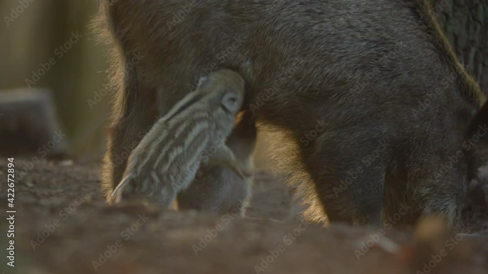 Closeup youngs wild boar Sus scrofa family, calm piggy mother suckling striped young. Wildlife tranquil scene of long furry animals. Strong nose, well smell sense to search food in omnivorous.