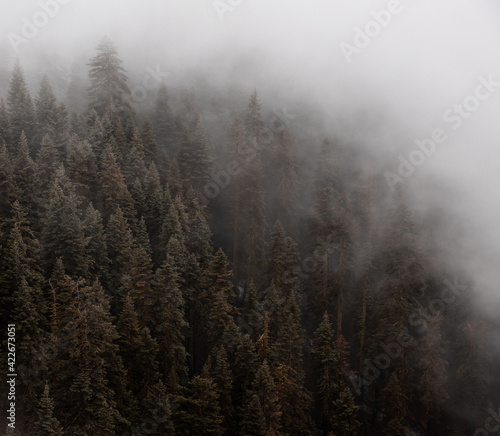 misty trees