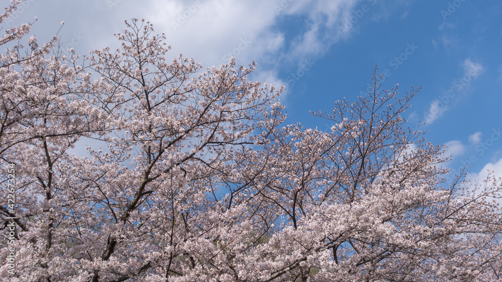 日本の春の満開の桜 日本の春の満開の桜