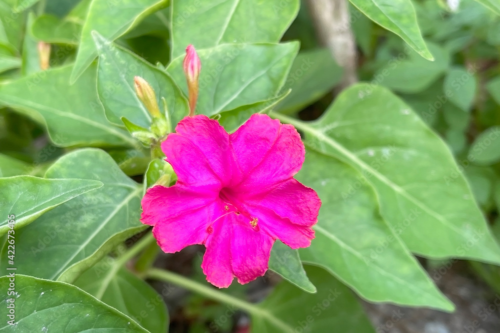Mirabilis flowers (Mirabilis jalapa) commonly known as the marvel of Peru or four o'clock flower, beautiful ornamental plants in garden. Selective focus Mirabilis flowers (Mirabilis jalapa) commonly known as the marvel of Peru or four o'clock flower, beautiful ornamental plants in garden. Selective focus